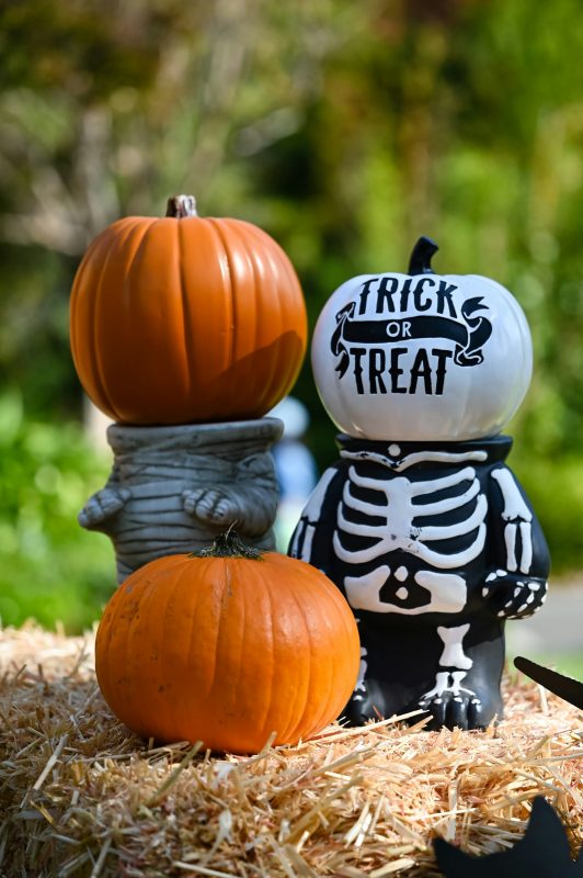 trick-and-treat